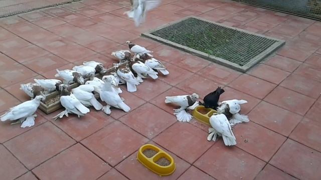 Узбекские декоротивные голуби смотреть онлайн