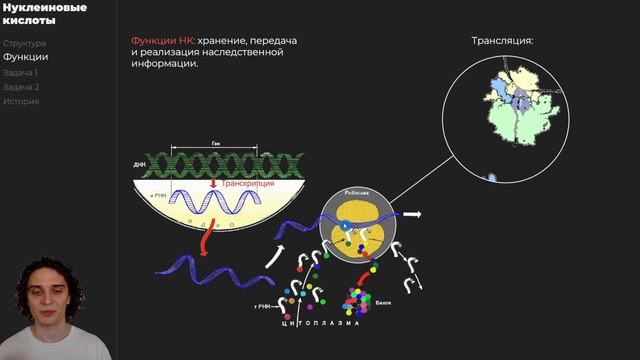 ДНК и РНК | Нуклеиновые кислоты: строение, функции и задачи ЕГЭ смотреть онлайн