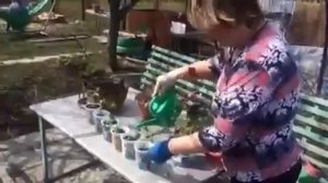Черенкование петунии сорта тайдал
