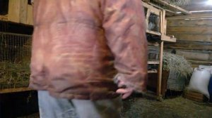 Супер вес помесных кроликов в 3 месяца(Бабочка серая и Ризен).#вес_кроликов.