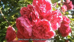 Роза Эксцельза (Excelsa) — описание сорта
