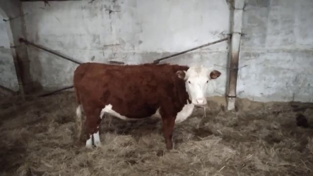 Чистая казахская белоголовая и, полукровь смотреть онлайн