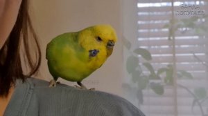 как отучить волнистого попугая кусаться