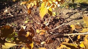 Обрезка метельчатой гортензии осенью.