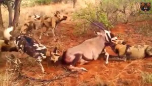 Eaten Alive Oryx Being Eaten Alive By African Wild Dogs Съеденный Заживо Орикс Съеден Заживо Афри
