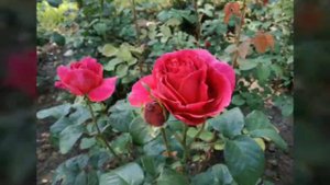 #таривердиев#шекспир#сонеты Розы в Донецке.Микаэл Таривердиев ,,Я виноват"