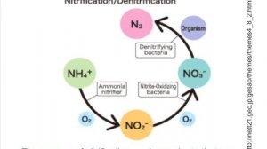 Management to Reduce N2O Emissions in Organic Vegetable Production Systems Webinar