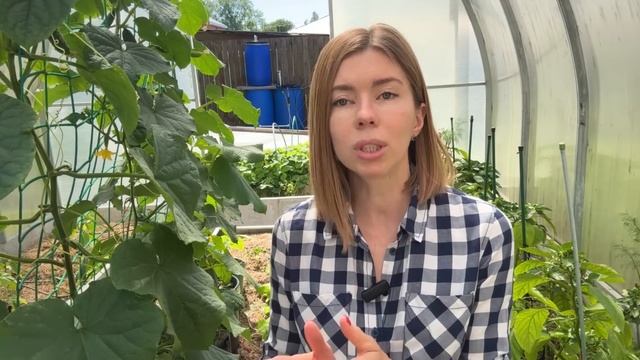 ПЕРЕЦ ЗАВЯЗАЛ И НАЛИВАЕТ МНОГО ПЛОДОВ. ЧЕМ ПОДКОРМИТЬ ДЛЯ ЛУЧШЕГО СОЗРЕВАНИЯ смотреть онлайн