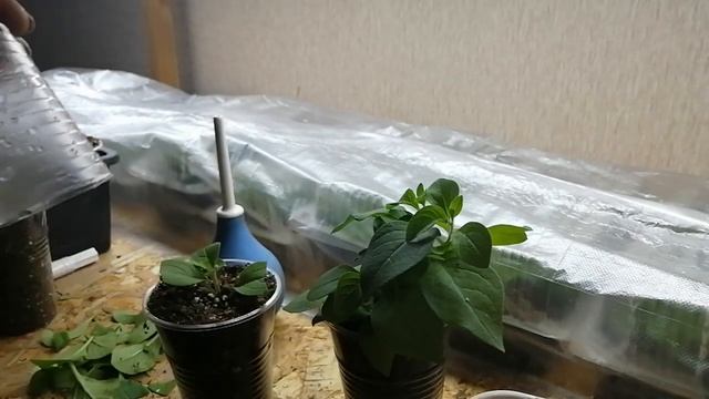 черенкование петунии ДЛЯ НОВИЧКОВ ??100% укоренение смотреть онлайн