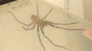 Called detection Phoneutria fera brazilian banana spider 1.0 Adult male(5)