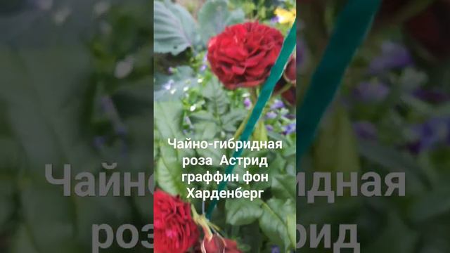 Чайно-гибридная роза Астрид граффин фон Харденберг.