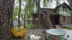 Видео про птиц: Дятел, Сойка, Синица