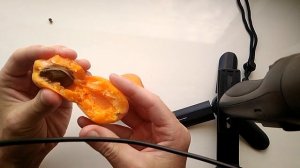 Абрикос Анюта, Киото, Голдрич после лежки