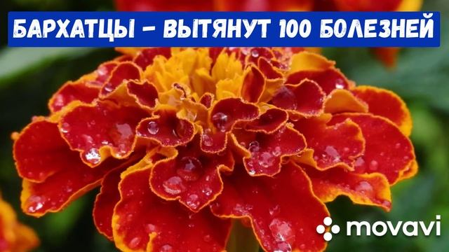 БАРХАТЦЫ - вытянут 100 болезней!!!