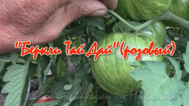 О сортах томатов. Обзор: Сибирский Изобильный, Беркли Тай Дай (розовый) смотреть онлайн