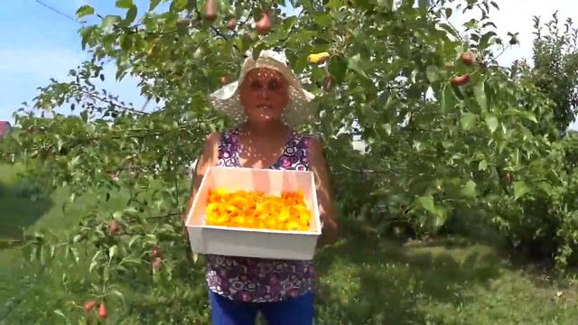 Передаём привет Елене Патраковой. На даче. VLOG. Брест смотреть онлайн