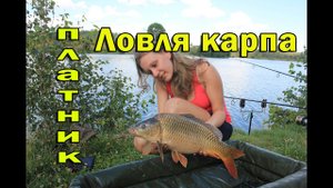 Ловля карпа на платнике, карпфишинг