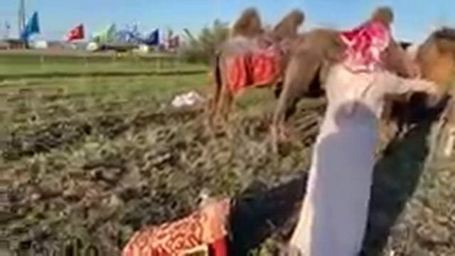 Вычёсываем пух верблюдов