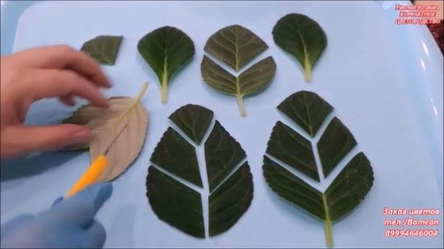 ? Глоксинии ? СКОЛЬКО времени ЖДАТЬ ДЕТОК из ФРАГМЕНТОВ ЛИСТА❓ смотреть онлайн