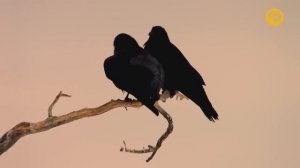 Дикие животные севера. Полярная ночь.