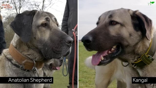 4 WOLF KILLERS TOGETHER! - Caucasian Shepherd, Alabai, Kangal & Iranian Sarabi смотреть онлайн
