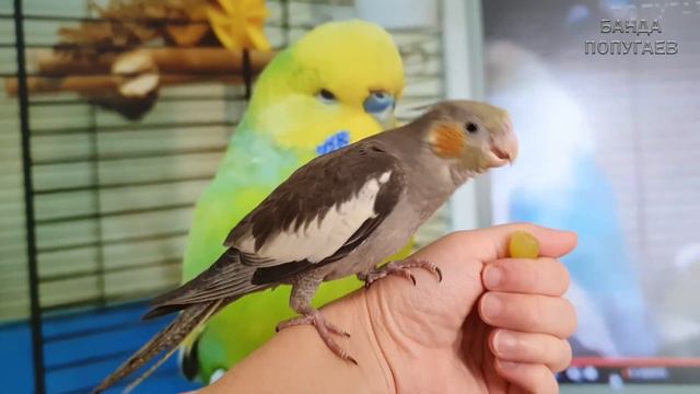Приучаю птенца Питри к винограду 🍇🐦