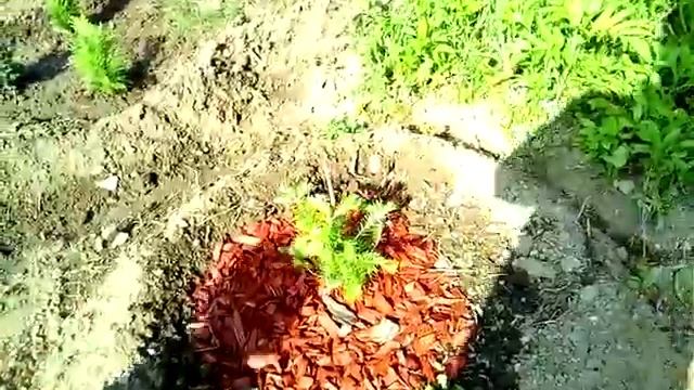 Abies Nordmanniana 2018 смотреть онлайн