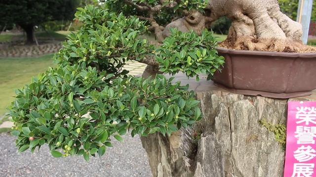Ficus Bonsai inspiration смотреть онлайн