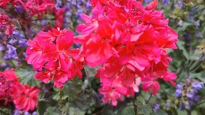 Пеларгонія Brookside Flamenco