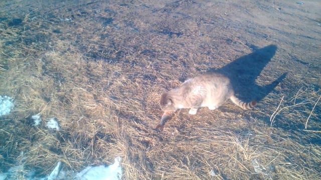 Рыбалка на Чудском озере март 2018