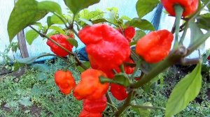 Trinidad Sunrise Scorpion. Тринидад Восходящий Скорпион