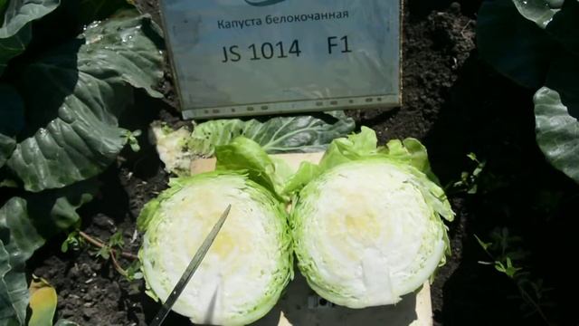 Гибрид капусты белокочанной JS 1014 F1 от АК АТАМАН смотреть онлайн