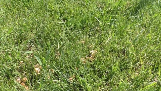 А у нас в огороде растут опята! смотреть онлайн