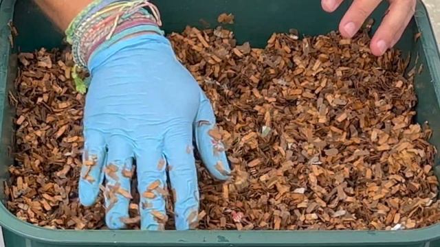 How To Start A Worm Bin!! VermiHut Worm Tower + Worm Time Lapse | Vermicompost Worm Farm смотреть онлайн