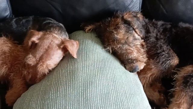 сладкий сон милых собачек) смотреть онлайн