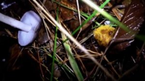 Рядовки Заостренные Ложные. Собираем грибы Мышата.