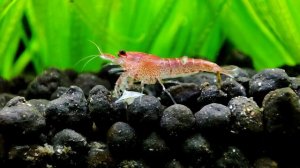 Акролюксы (Acroluxus)