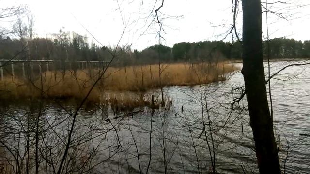 Белая цапля в камышах. смотреть онлайн