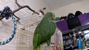 Венесуэльский амазон