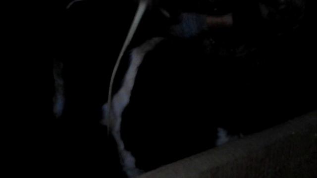 Чёрно-пёстрые бычки в 6 месяцев смотреть онлайн