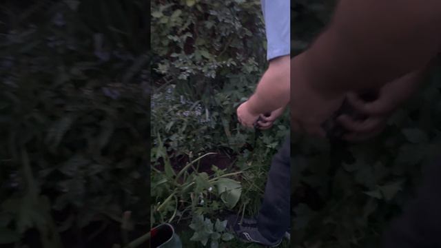 Loads of easy summer long color with a petunia pyramid or tower смотреть онлайн