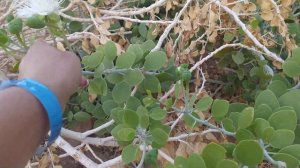 Каперс колючий!!!! Восхитительный экземпляр!!!!