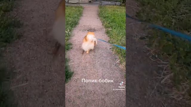 Шпиц.mp4