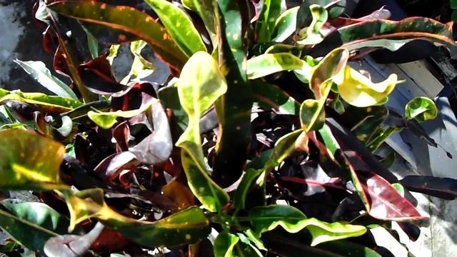 Croton Mammy - A colorful leaves plant