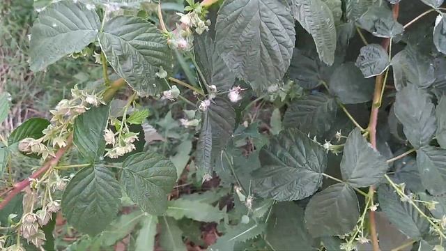 Малина Версаль урожайный сладкий без шипов супер сорт смотреть онлайн