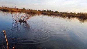 Карась на болоте. Поиски новых  мест! #рыбалка ,#хобби #болото