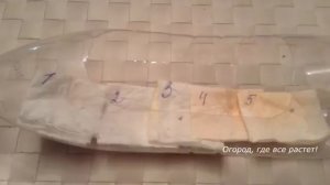 Как вырастить здоровую и крепкую рассаду кабачков и патиссонов для большого урожая.mp4