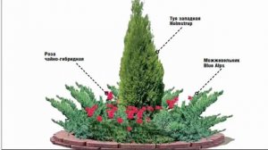 СХЕМА КЛУМБЫ ИЗ 3Х РАСТЕНИЙ