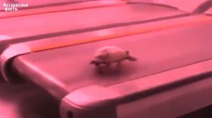 10 фактов про ЧЕРЕПАХ, какие черепахи самые БОЛЬШИЕ в мире