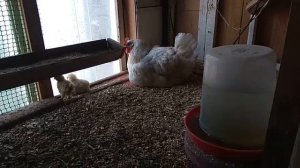 Цыплята умирают под наседкой. Блохи вши